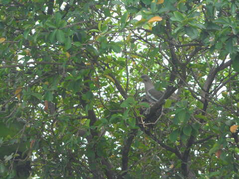 Image of White-winged Dove