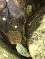 Image of Tonkin Mountain Keelback