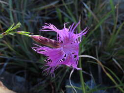 Dianthus longicalyx Miq.的圖片