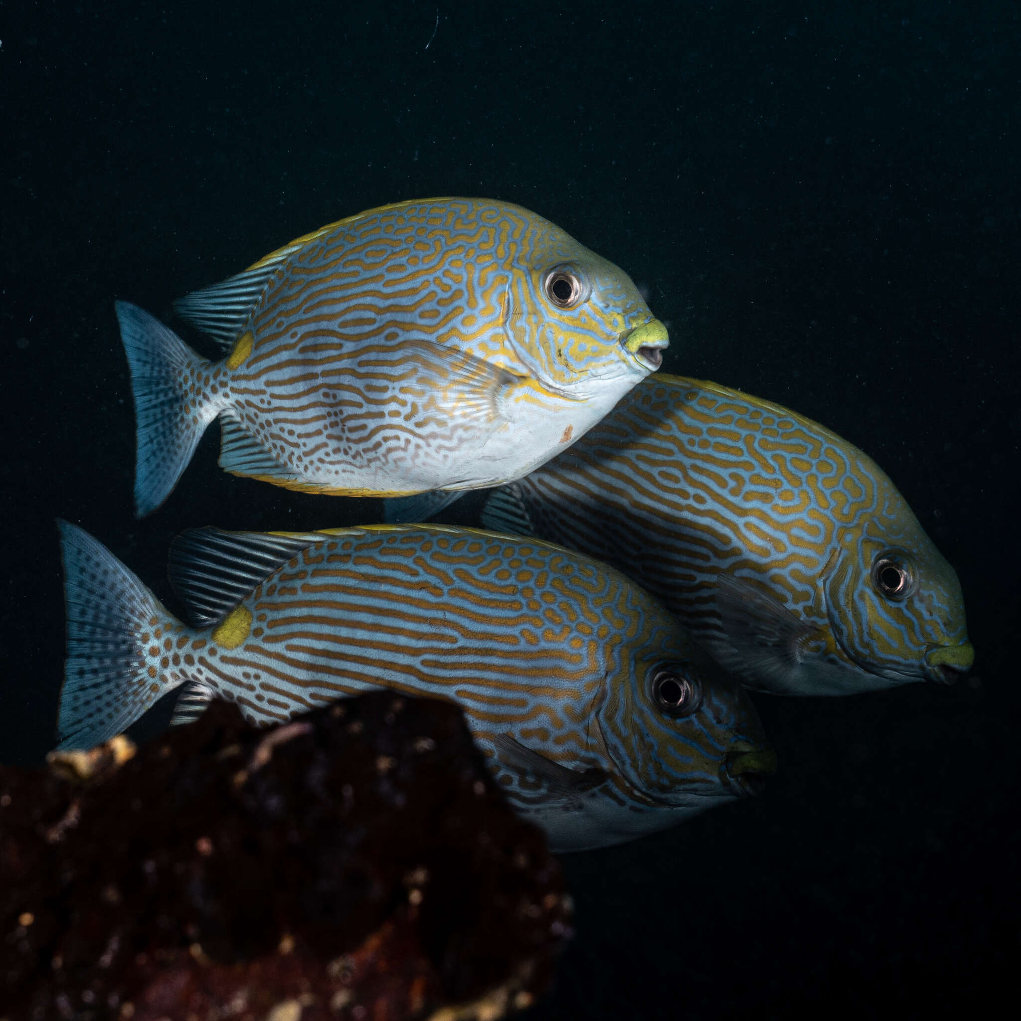 Image of Lined rabbitfish