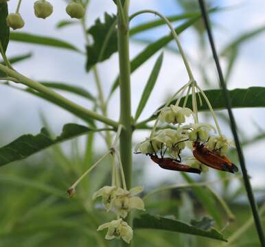 Image of Gomphocarpus fruticosus subsp. rostratus (N. E. Br.) Goyder & Nicholas