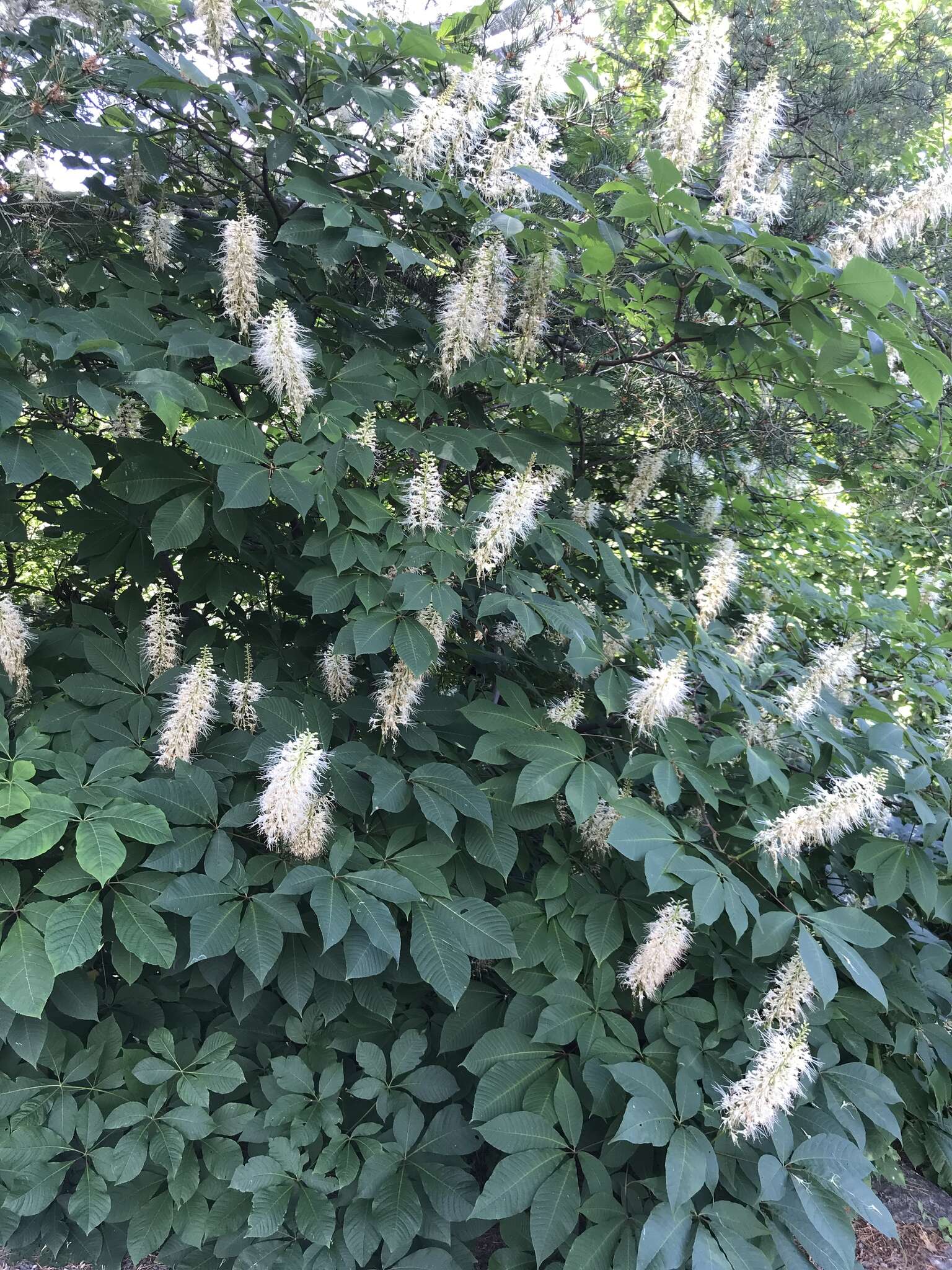 Imagem de Aesculus parviflora Walt.