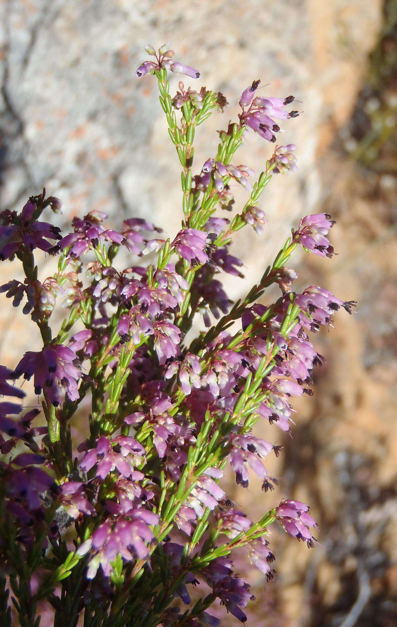 Image of Erica rosacea subsp. rosacea