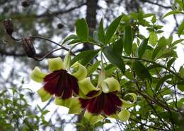 Image of Lilium nepalense D. Don