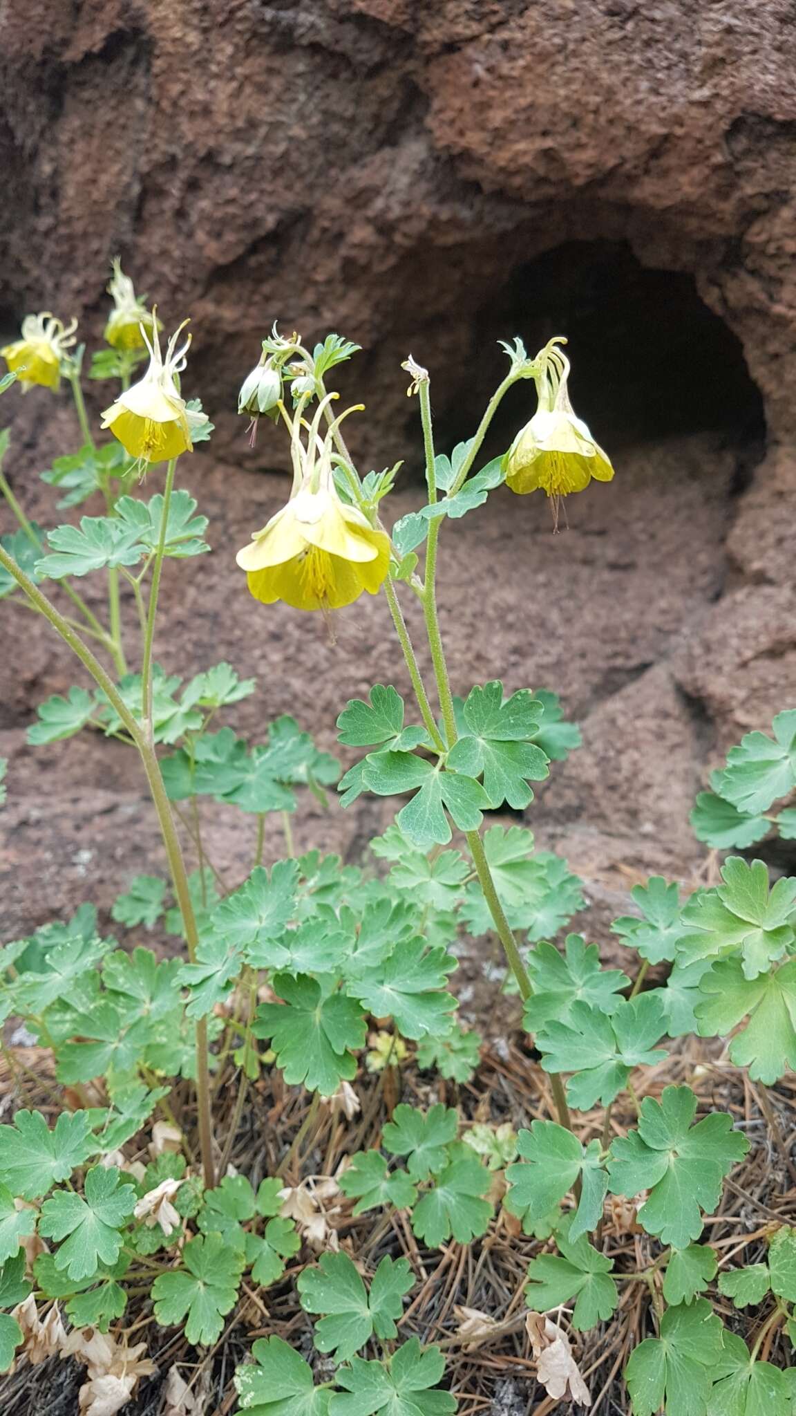 Image of Aquilegia viridiflora Pall.