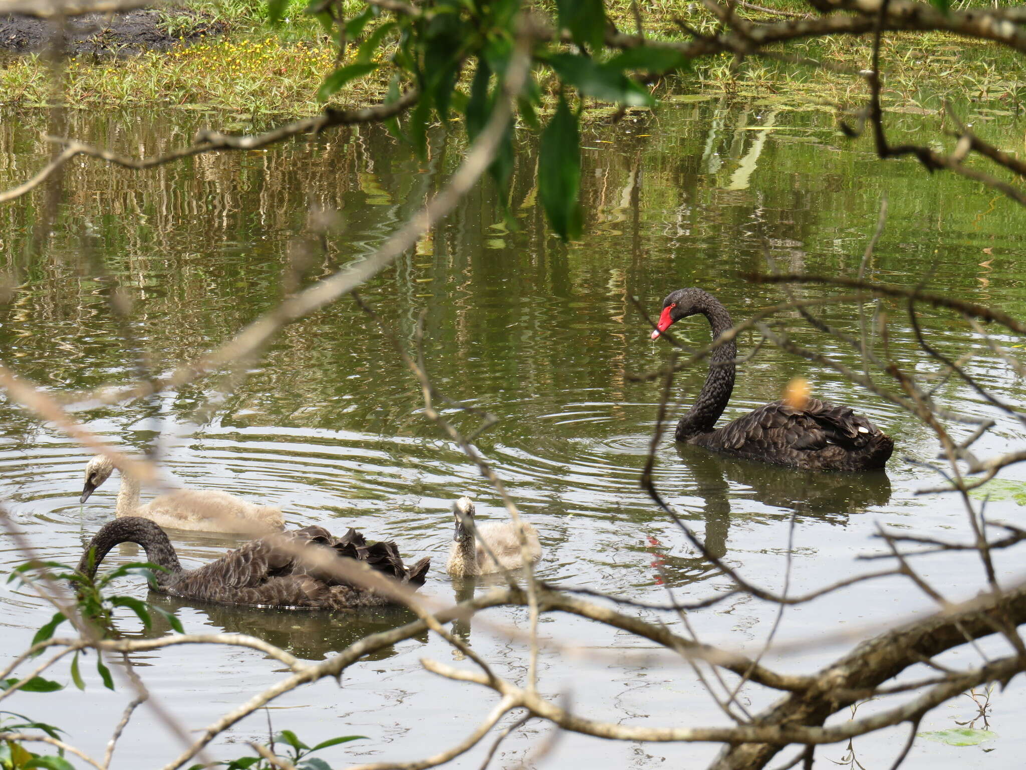 Image of Black Swan