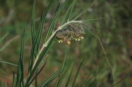 Sivun Gomphocarpus tomentosus subsp. tomentosus kuva