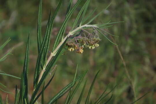 Image of Gomphocarpus tomentosus Burch.