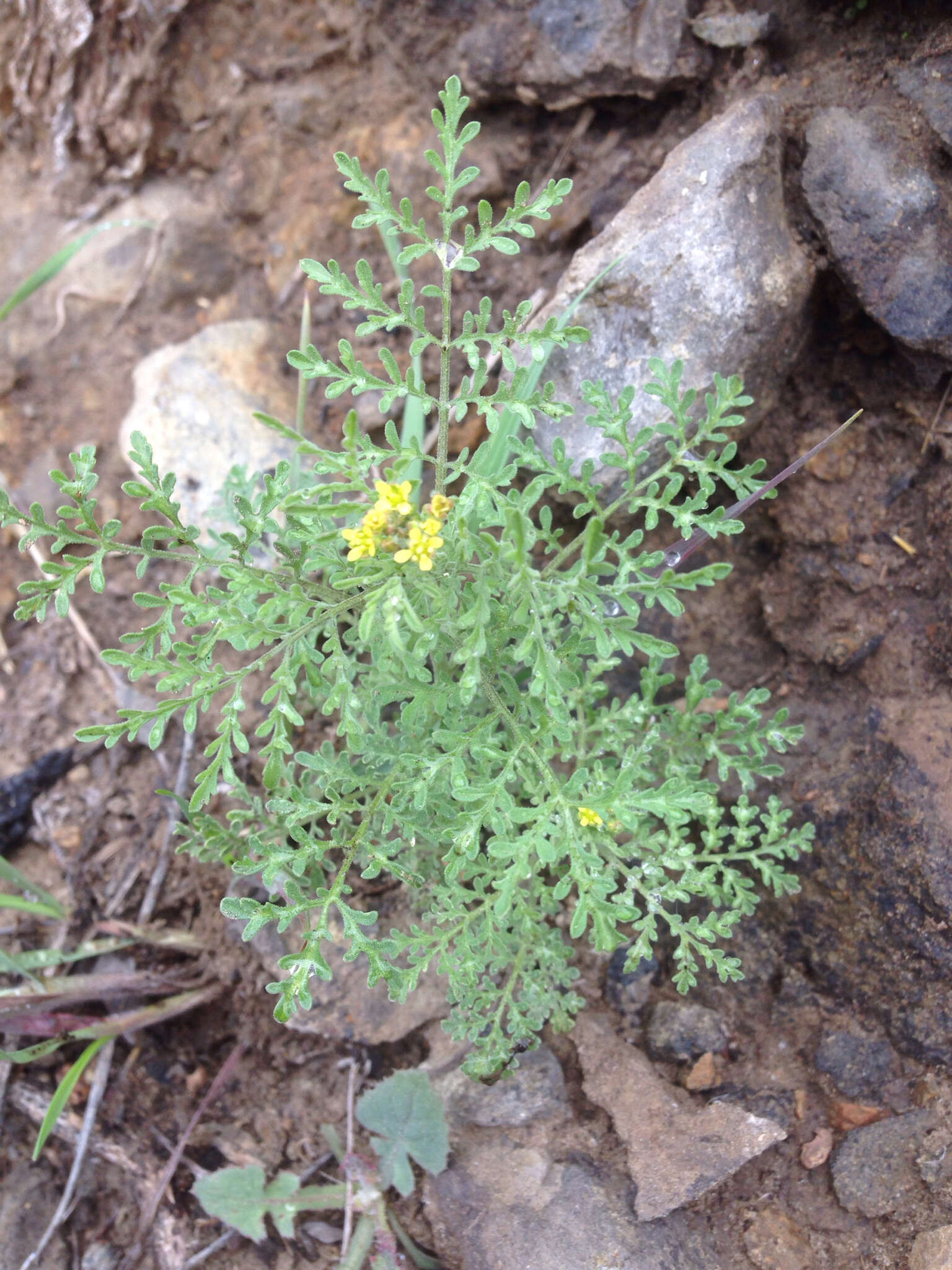 Image of western tansymustard