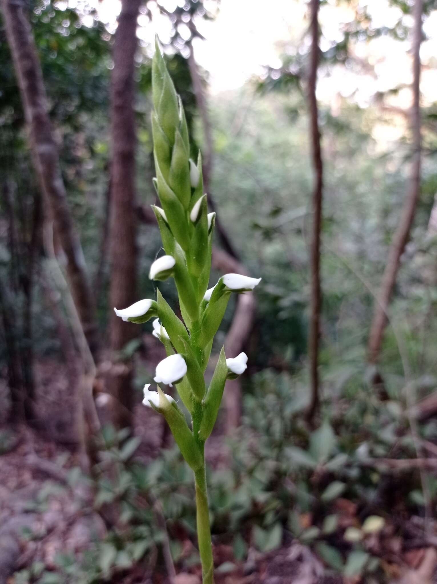 Слика од Aulosepalum hemichrea (Lindl.) Garay