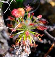 Image of Drosera barbigera Planch.