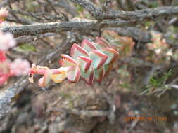 Image of Concertina plant