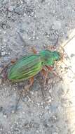 Imagem de Carabus (Tachypus) auratus Linnaeus 1760