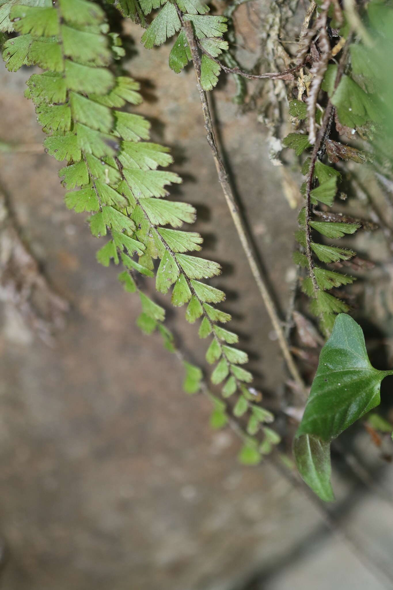 Image of tailed maidenhair