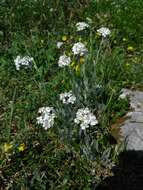 Achillea clavennae L. resmi