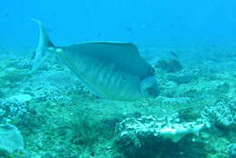 Image of Humpback Unicornfish