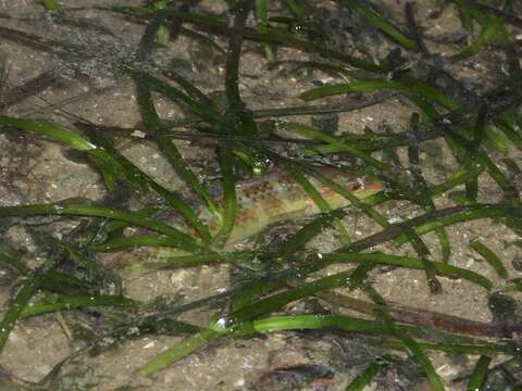 Image of Earmuff wrasse