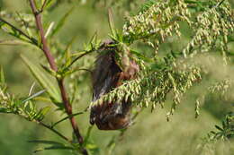 Image of Lasiurus subgen. Lasiurus Gray 1831