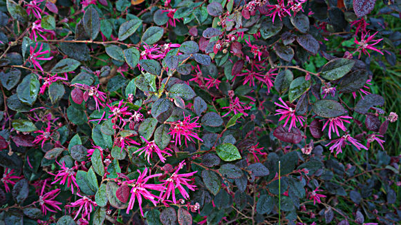 Image of <i>Loropetalum chinense</i> var. <i>rubrum</i> Yieh