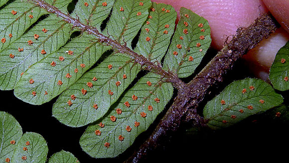 Image of <i>Ctenitis distans</i> (Brack.) Ching