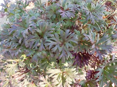 صورة Anemone multiceps (Greene) Standl.