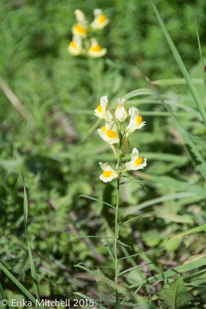 Image of Common Toadflax