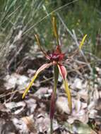 Image of Reaching spider orchid