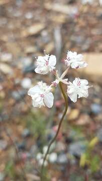 Image of Xanthosia atkinsoniana F. Müll.