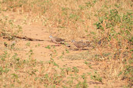 Image of Blue-spotted Dove