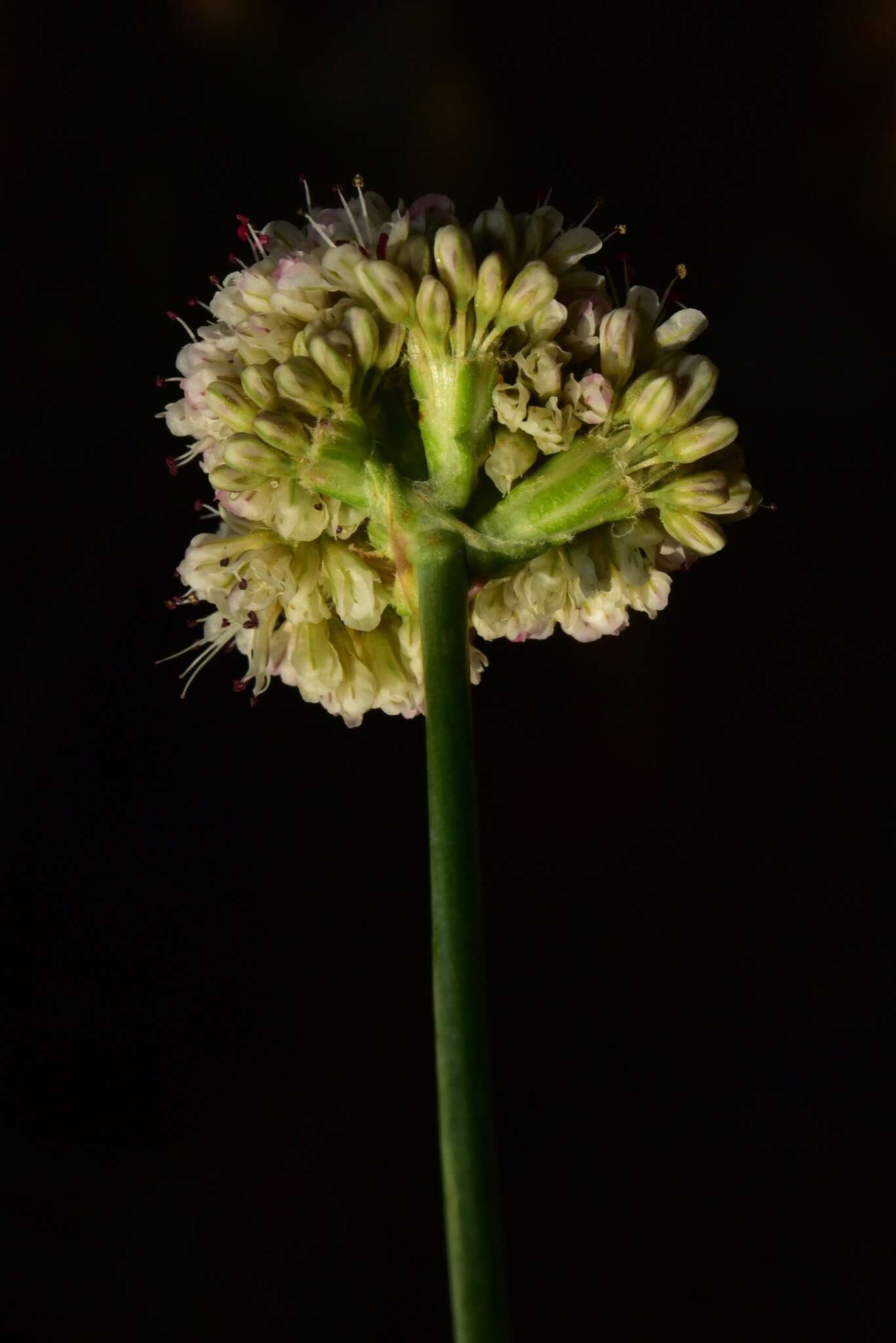 Imagem de Eriogonum nudum var. scapigerum (Eastwood) Jeps.