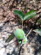 Garcinia calcicola (Jum. & H. Perrier) P. W. Sweeney & Z. S. Rogers resmi