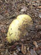 Image of Boletus orovillus Thiers & Kowalski 1967