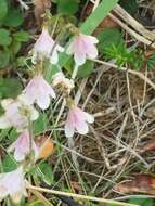 Image of Linnaea borealis var. borealis