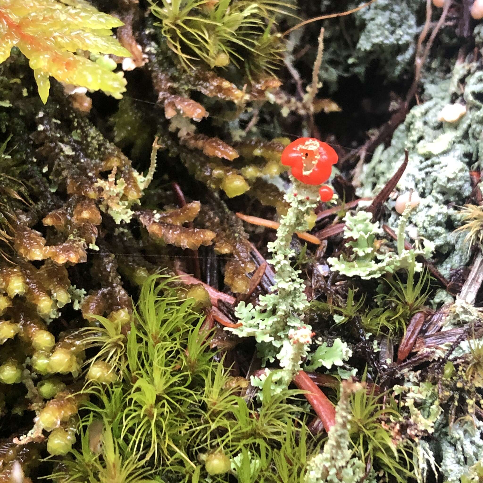 صورة Cladonia bellidiflora (Ach.) Schaer.