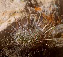 Sivun Echinofossulocactus tetraxiphus kuva