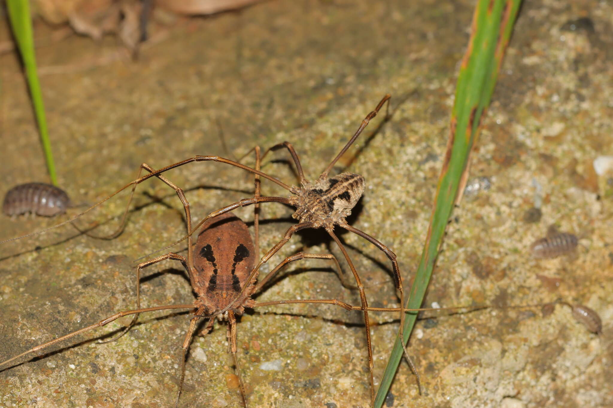 Sivun Bidentolophus bidens (Simon 1880) kuva