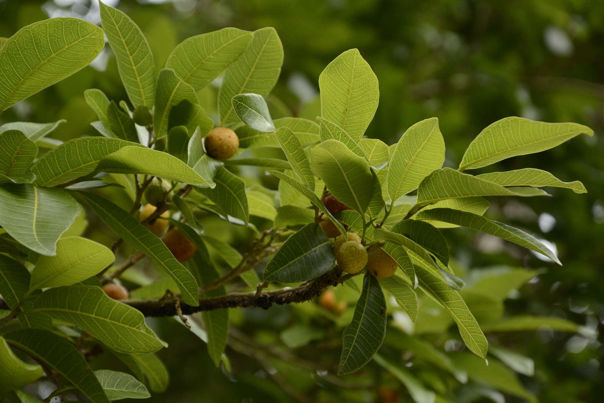 Image of breadnut