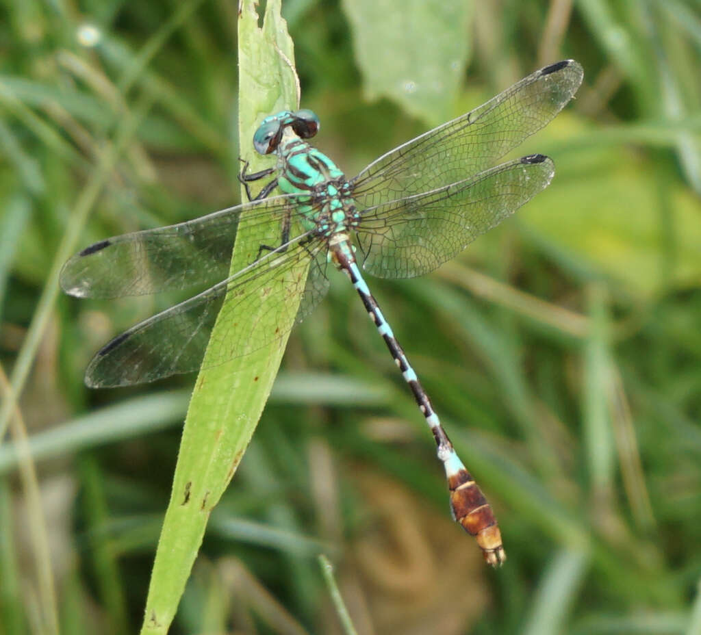 Image of Blue-faced Ringtail