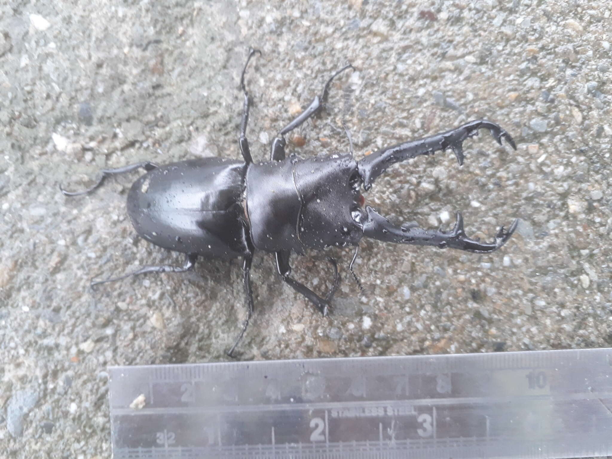 Image of Giraffe stag beetle