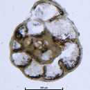 Image of <i>Endothyra bowmani</i> Phillips 1846