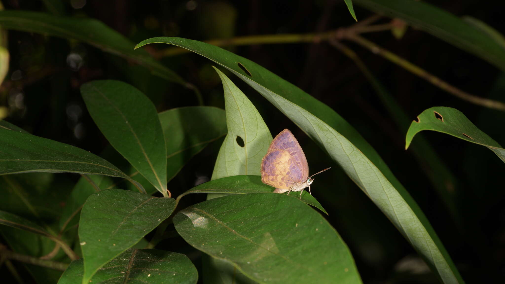 Plancia ëd Arhopala perimuta (Moore 1857)