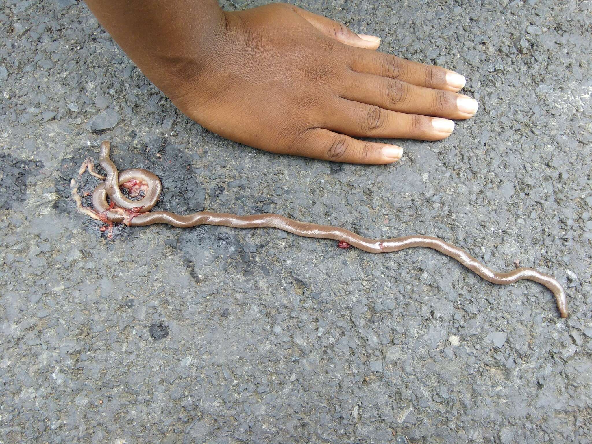 Image of Beaked Blind Snake