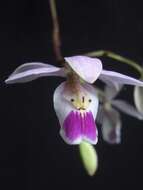 Image of Barkeria uniflora (Lex.) Dressler & Halb.