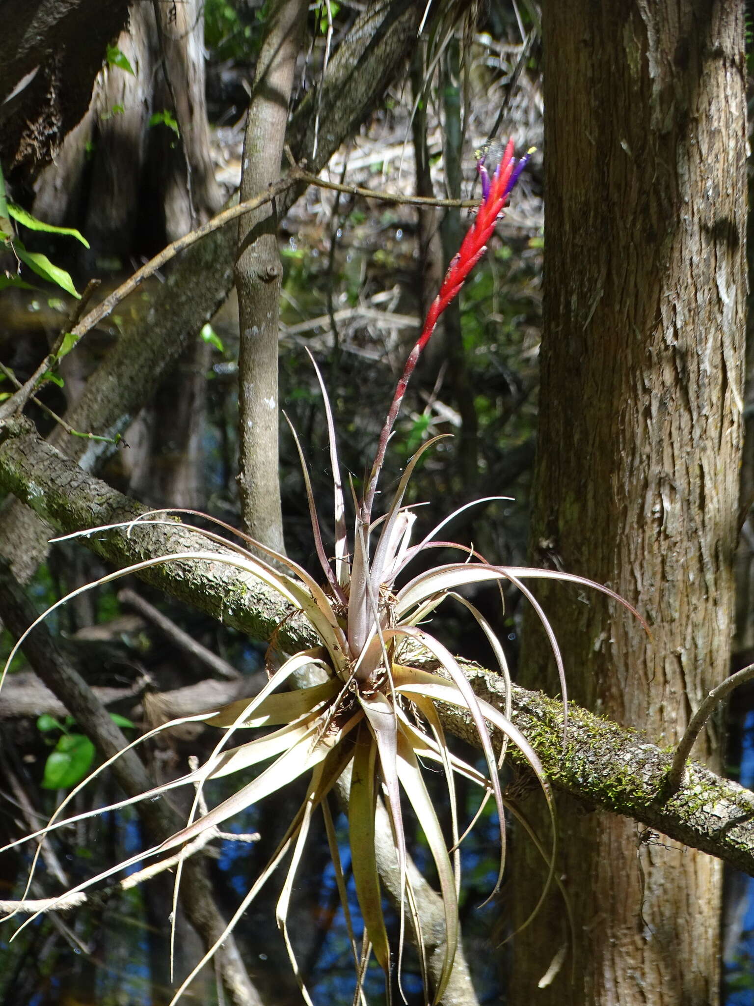 Sivun Tillandsia variabilis Schltdl. kuva