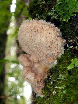 Image of <i>Aurantiporus pulcherrimus</i>
