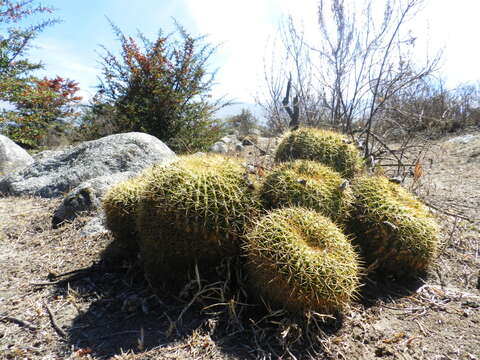 Echinopsis formosa (Pfeiff.) Jacobi ex Salm-Dyck resmi