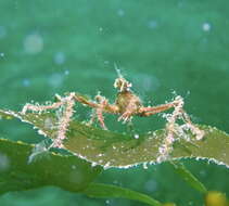 Image of Ericerodes hemphillii (Lockington 1877)