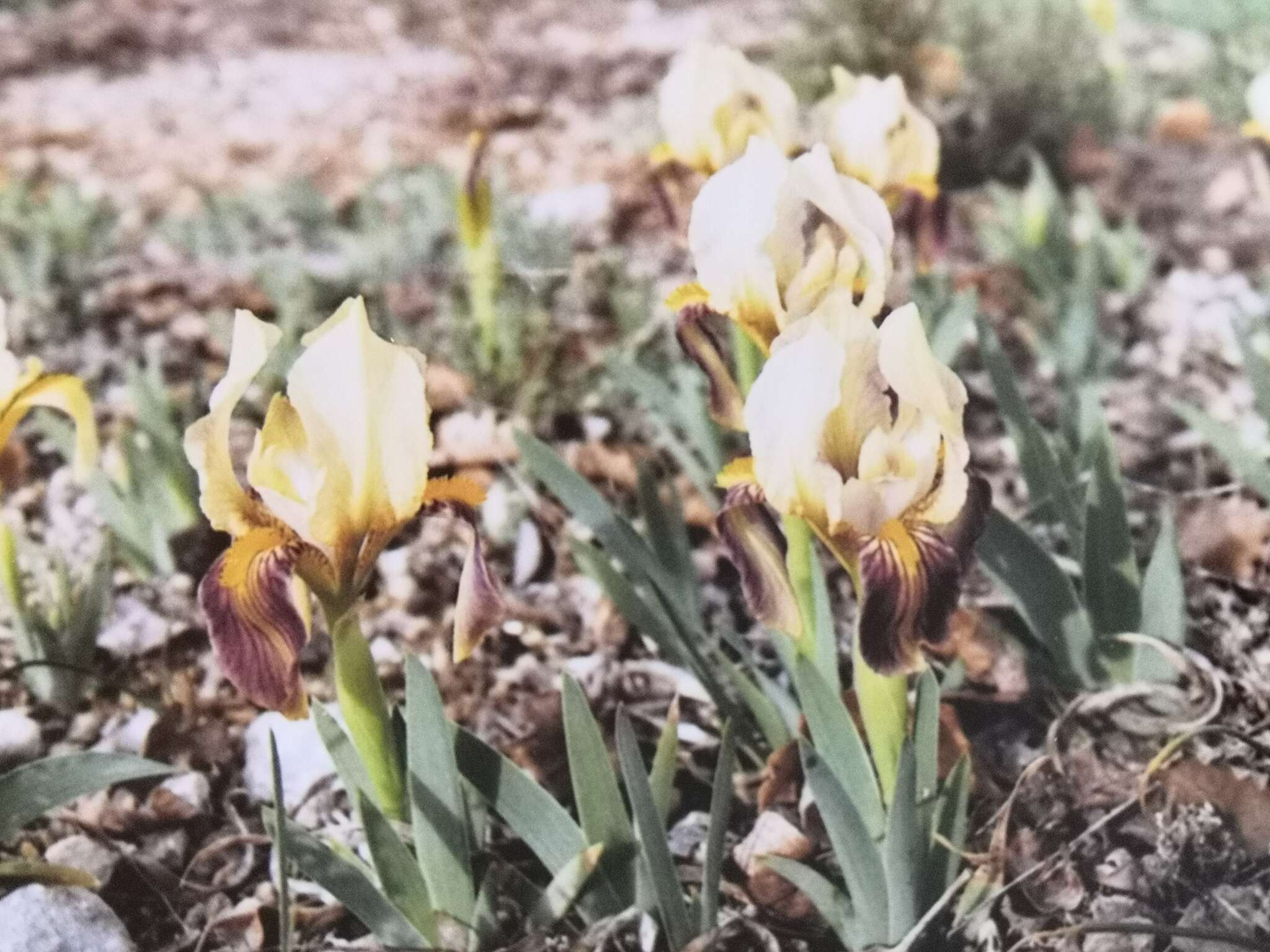 Слика од Iris lutescens Lam.