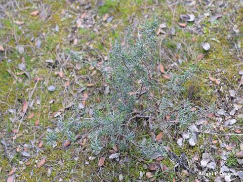 Image of Halimium umbellatum subsp. viscosum (Willk.) O. Bolós & Vigo