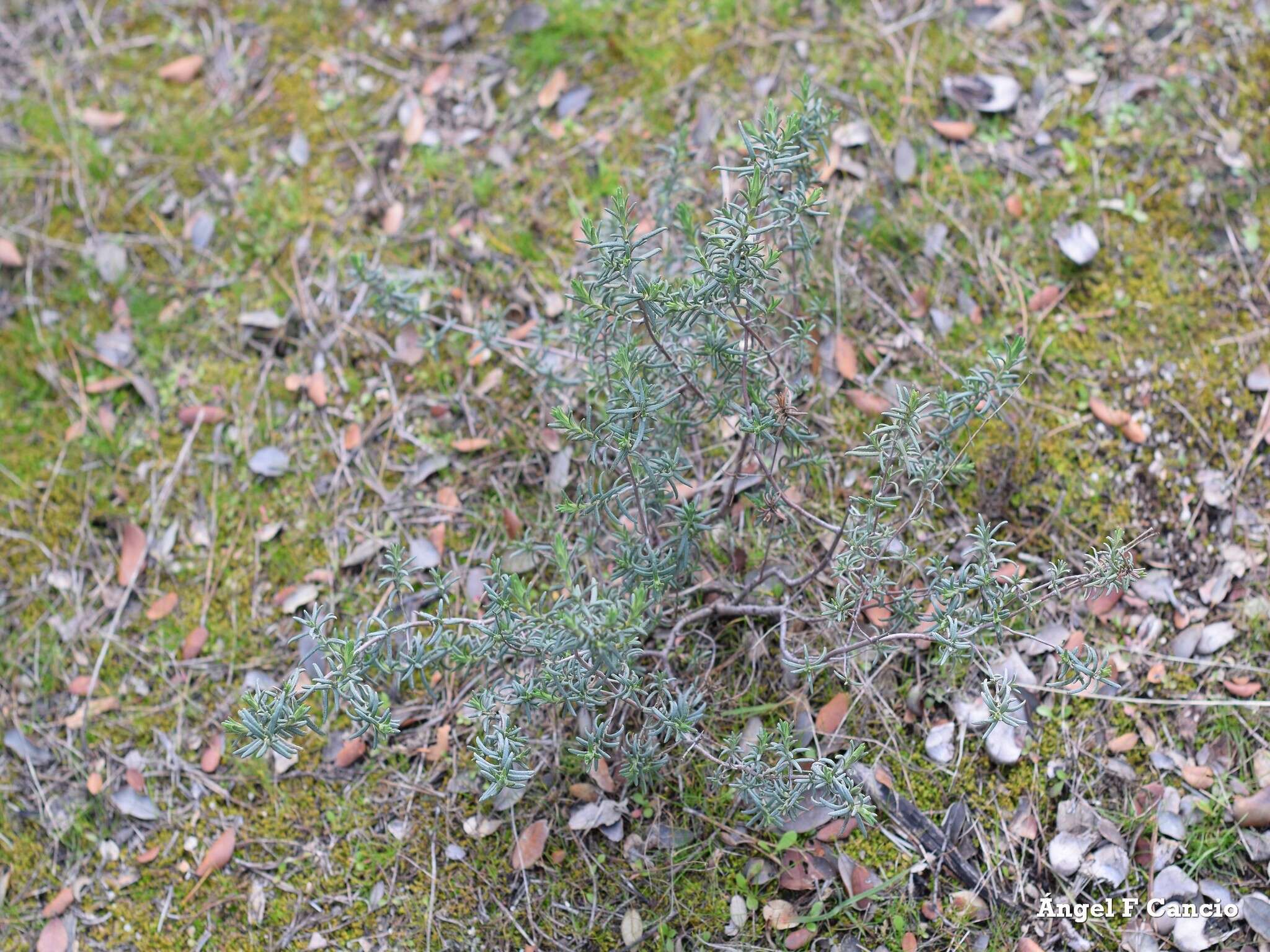 صورة Halimium umbellatum subsp. viscosum (Willk.) O. Bolós & Vigo